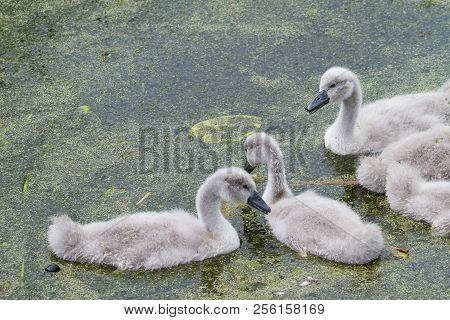 Cygnets