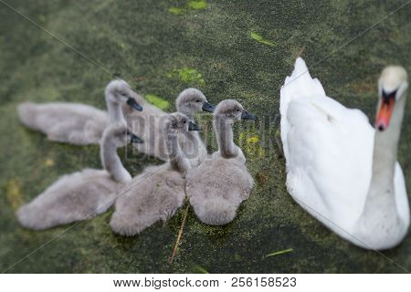 Swans And Cygnets