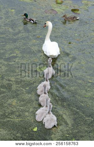 Swans And Cygnets