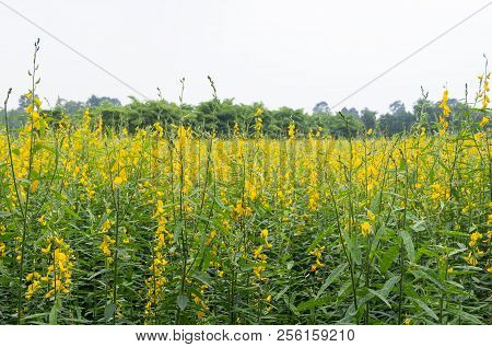 Sunhemp Flower Filed In The Countryside Farm Near The Forest Park,northern Of Thailand.