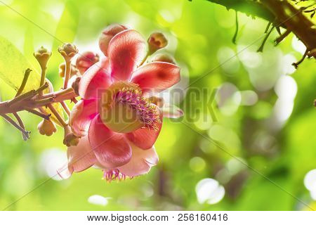 Flower Of Shorea Robusta Or Sala Flora On Cannonball Tree  With Green Bokeh Background Tree Is Rever