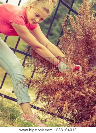 Woman Gardener Removing And Pulling Withered Dried Thuja Tree From Her Backyard. Hard Yard Work Arou