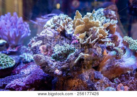 Underwater Coral Reef Landscape Background In The Deep Lilac Ocean