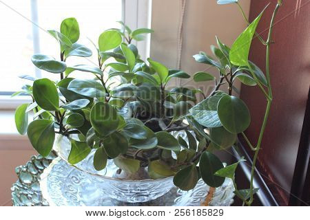 Peperomia, Also Called Baby Rubber Plant, Is An Indoor House Plant Used In Homes To Add Color And He