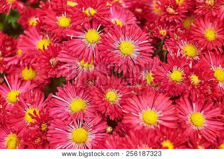 Red Chrysanthemums Bunch In Floral Shop, Seamless Pattern Flowers Background. Bouquet Of Red-yellow 