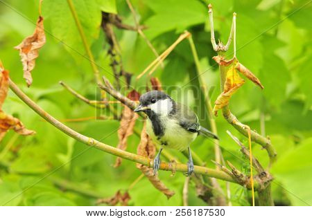 The Great Tit (parus Major) Is A Passerine Bird In The Tit Family Paridae.