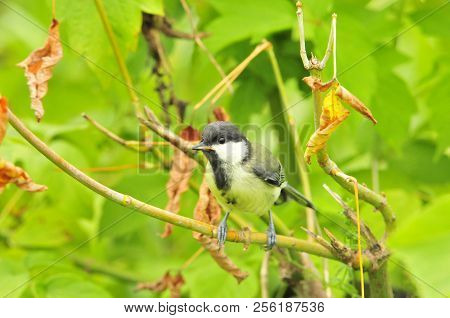 The Great Tit (parus Major) Is A Passerine Bird In The Tit Family Paridae.