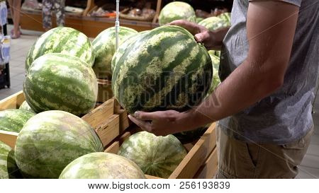 Theme Health And Natural Food. Close-up Of A Caucasian Man's Hand Holds, Selects A Watermelon In A V
