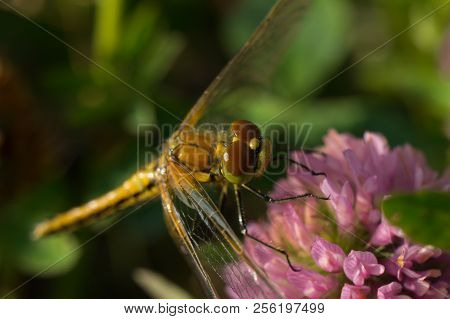 Dragonfly Perched On Clover Flower