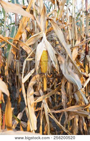 Open Mature Cob Of Sweet Corn Closeup In Autumn Season, Cob Is Broken And Pointing Down To The Groun