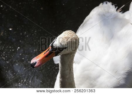 White Swan With Dirty Head Floating On The Lake And Fishing And Looking For Other Food, Closeup