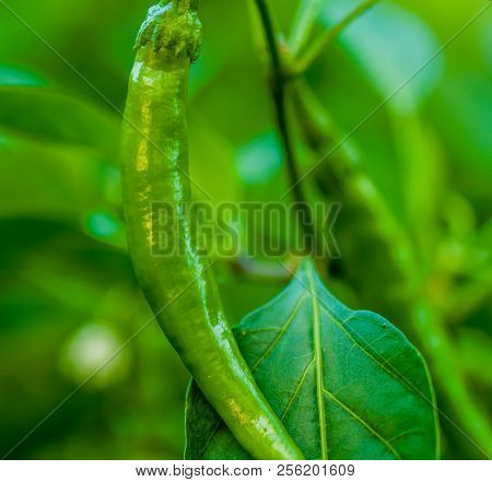 Green Chili Pepper On Vine