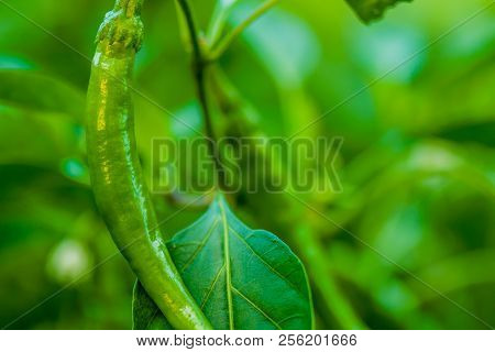Green Chili Pepper On Vine