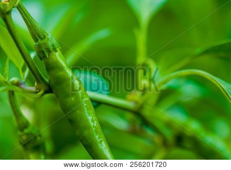 Green Chili Pepper On Vine
