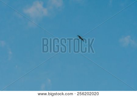 Egret High Overhead In Blue Sky.