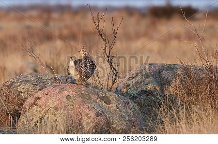 A Sharp-tailed Grouse, Tympanuchus Phasianellus, In Spring