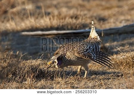 View Of A Displaying Sharp-tailed Grouse, Tympanuchus Phasianellus