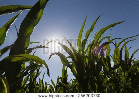 Sun Shining Over Green Leaves Of Corn In Spring, Closeup On An Agricultural Field