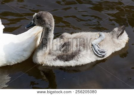 Family Of Old White Swans And Young Swans Feathers Of Gray Color On The Lake Before Flying South, Th