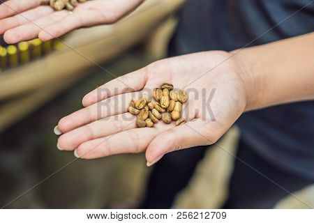 Kopi Luwak Or Civet Coffee On The Palm, Coffee Beans Excreted By The Civet