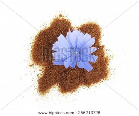 Chicory Flower And Powder Of Instant Chicory Isolated On A White Background. Cichorium Intybus