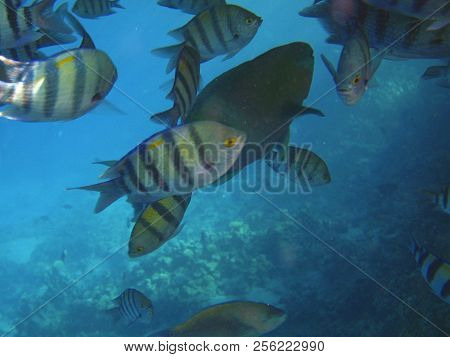 Tropical Exotic Fish Abudefduf Sexfaciatus Moving Over The Reef Underwater Of Red Sea