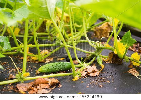Young Fresh Cucmber With Plant And Flowers Growing In The Garden, Selective Focus
