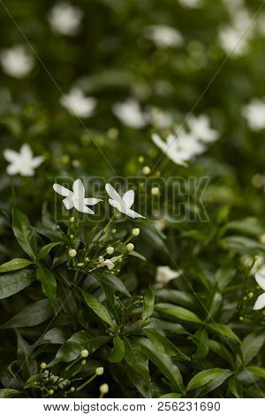 Beautiful White Jasmine In The Garden