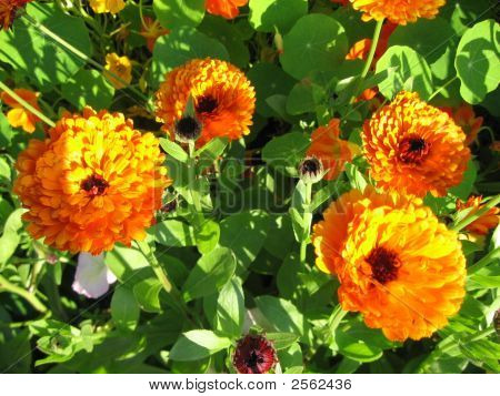 Blomster om sommeren