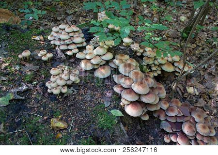 Poisoned Mushrooms Hypholoma Sublateritium, Many Fungi Grow In The Forest Of Hypholoma Lateritium