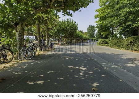 Bicycles Secured To Tress Along A Road Line With Trees In Dusseldorf, Germany.