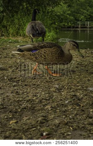 Ducks Wandering Around Near The Water At Südpark, Dusseldorf, Germany.