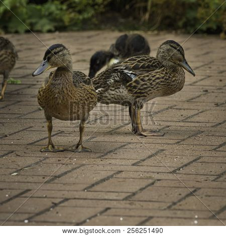 Ducks Standing Back To Back At Südpark, Dusseldorf, Germany.