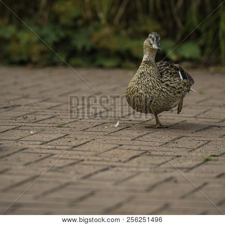 A Duck Wandering Around With One Foot Up At Südpark, Dusseldorf, Germany.