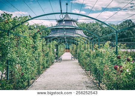 Seasonal Rose Garden, Esterhazy Castle Fertod, Hungary. Natural Scene. Travel Destination. Analog Ph