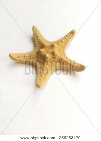 Yellow Starfish On White Background, Sea Photophone