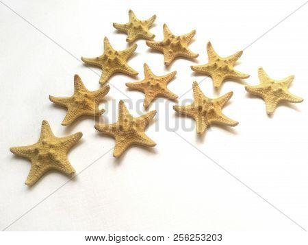 yellow starfish on white background, sea photophone