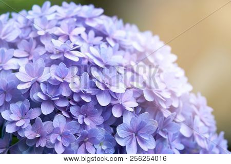 Closeup Of Green Hydrangea (hydrangea Macrophylla) Are Blooming In Spring And Summer At A Town Garde