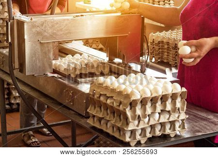 Production For Sorting Chicken Eggs, The Process Of Selection Of Chicken Eggs, Close-up, Triage