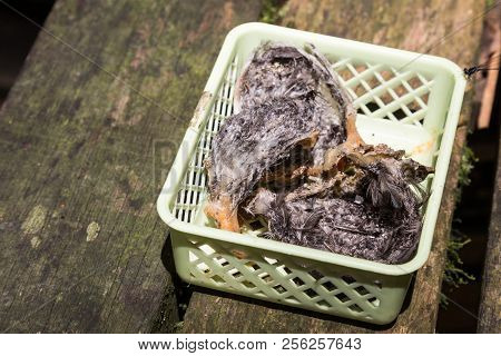 Freshly Harvested Unprocessed Swiflet Bird Nest, Ingredient For Nutritious Soup.