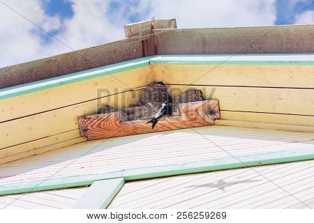 Swallows Grow Chicks In Nests Under The Roof Of A Village House