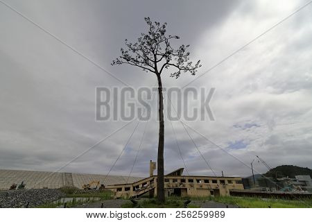 Miracle Pine In Rikuzentakata City, Iwate, Japan