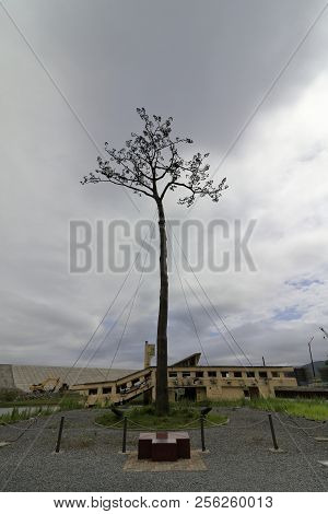 Miracle Pine In Rikuzentakata City, Iwate, Japan
