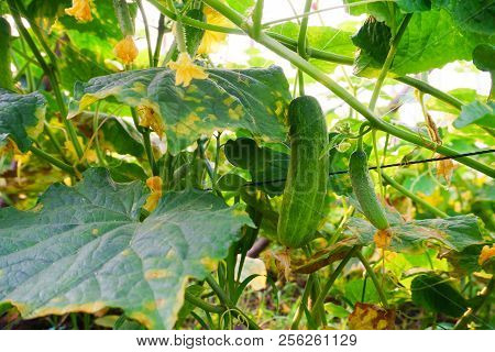 Organic Vegetables,close Up Green Cucumber On The Farm,organic Vegetables,close Up Green Cucumber On