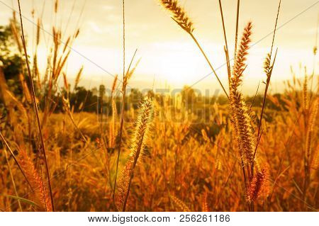 Desho Grass Pennisetum Pedicellatum At Sunset Time. Beautiful Grass Flower. Background Grass Flower 