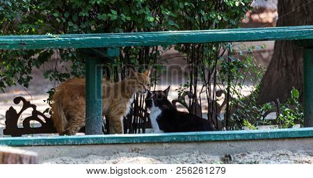 Group Homeless Cats Under The Wooden Bench Aggressively Behave During The Spring Period Of The Cat's