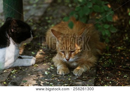 Group Homeless Cats Under The Wooden Bench Aggressively Behave During The Spring Period Of The Cat's