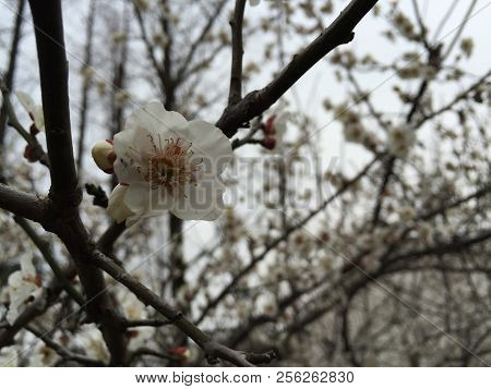Photographed In Wuzhen, China, White Peach Blossoms In The Courtyard Of The Housing Estate