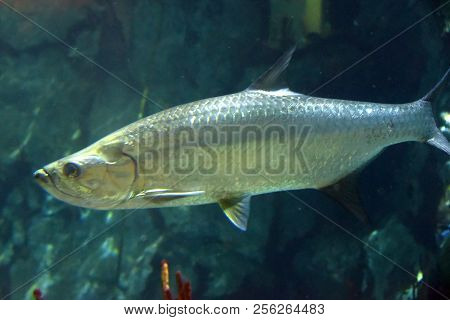 Atlantic Tarpon Silver Fish Swimming Underwater In Ocean