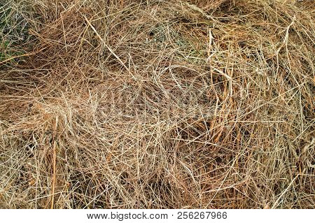 Texture Of Dry Hay From Grass For Livestock